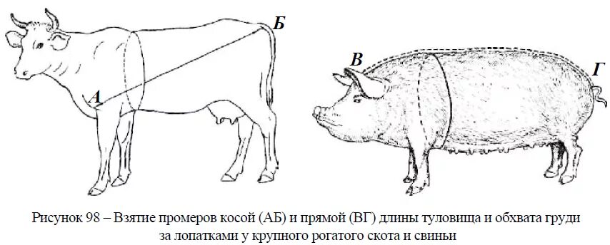 Схема промеров КРС. Промеры КРС молочного направления. Взятие промеров крупного рогатого скота. Промеры телят КРС. Измерение свиней