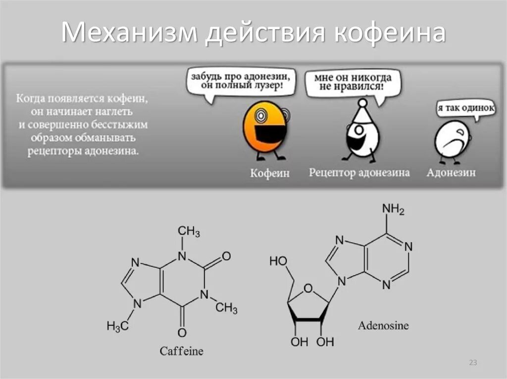 Механизм действия кофеина фармакология схема. Аденозиновые рецепторы кофеин схема. Метаболизм кофеина схема. Механизм действия кофеина на организм человека.