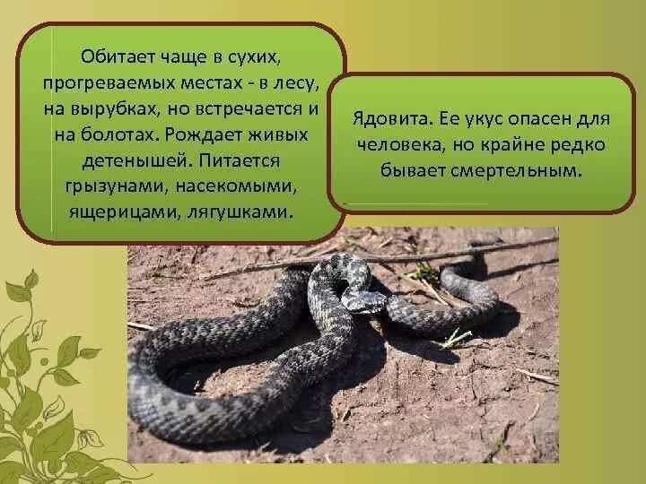 Какая птица чаще всего обитает в пустыне. Чаще всего обитают. Птицы в пустыне названия. Волк самые интересные факты. Презентация на тему обезьяны.