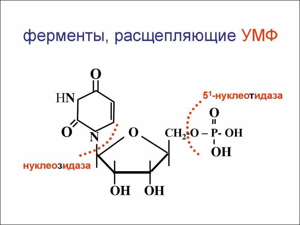 Схема синтеза пиримидиновых нуклеотидов. Умф биохимия. Амф гмф цмф умф биохимия. Умф биохимия. Распад пиримидиновых нуклеотидов биохимия схема.