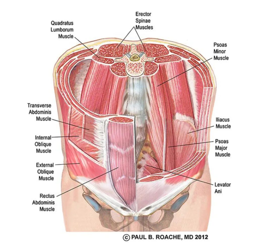 Как переводится core. Мышцы живота анатомия. мышцы core. quadratus lumborum muscle мышца. анатомия мышцы pdf.