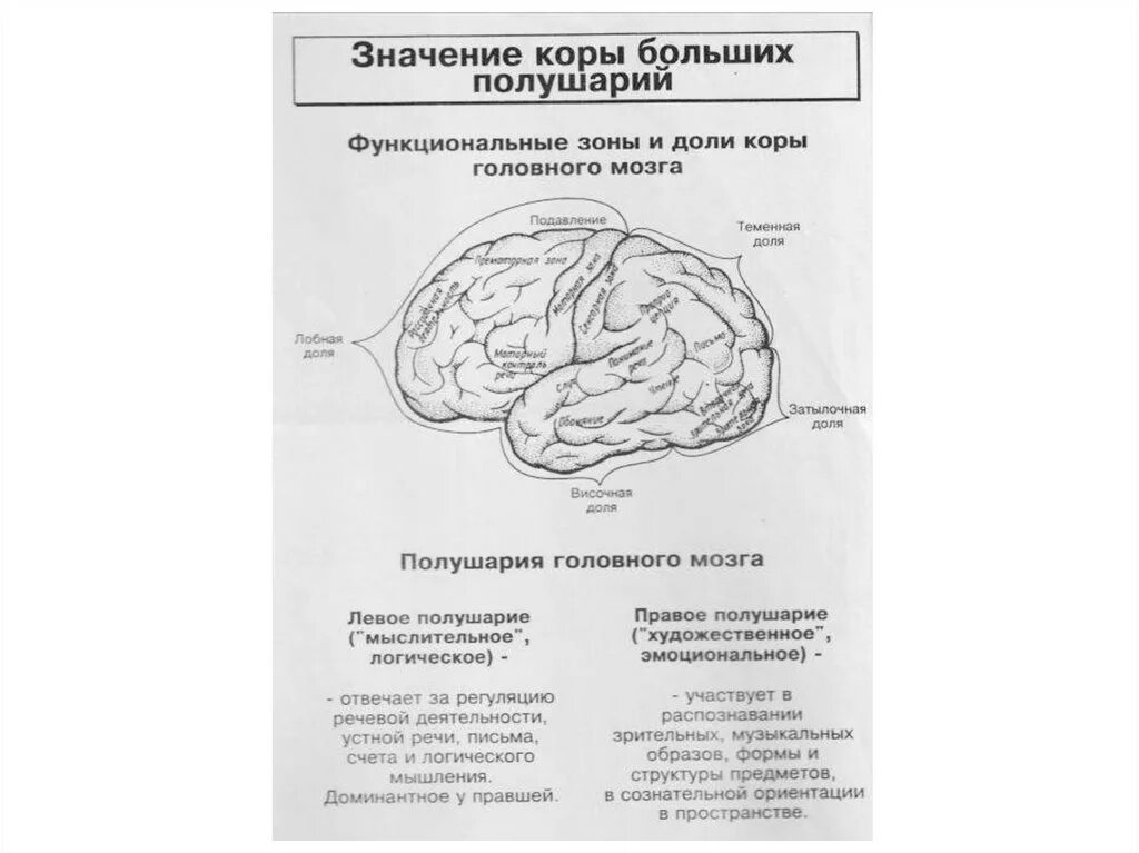 Функциональные зоны коры больших полушарий. Функциональные зоны и доли коры головного мозга. фронтальные зоны коры больших полушарий.