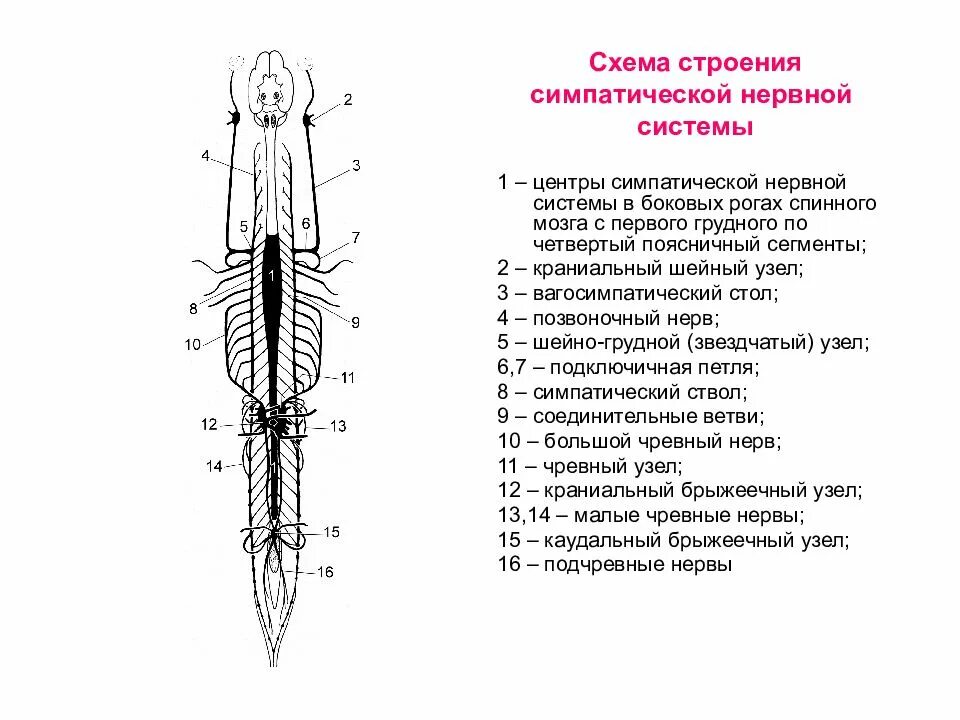 Схема строения симпатической нервной системы. Симпатическая нервная система схема. Симпатическая нервная система строение анатомия. Схема строения симпатической нервной системы животных