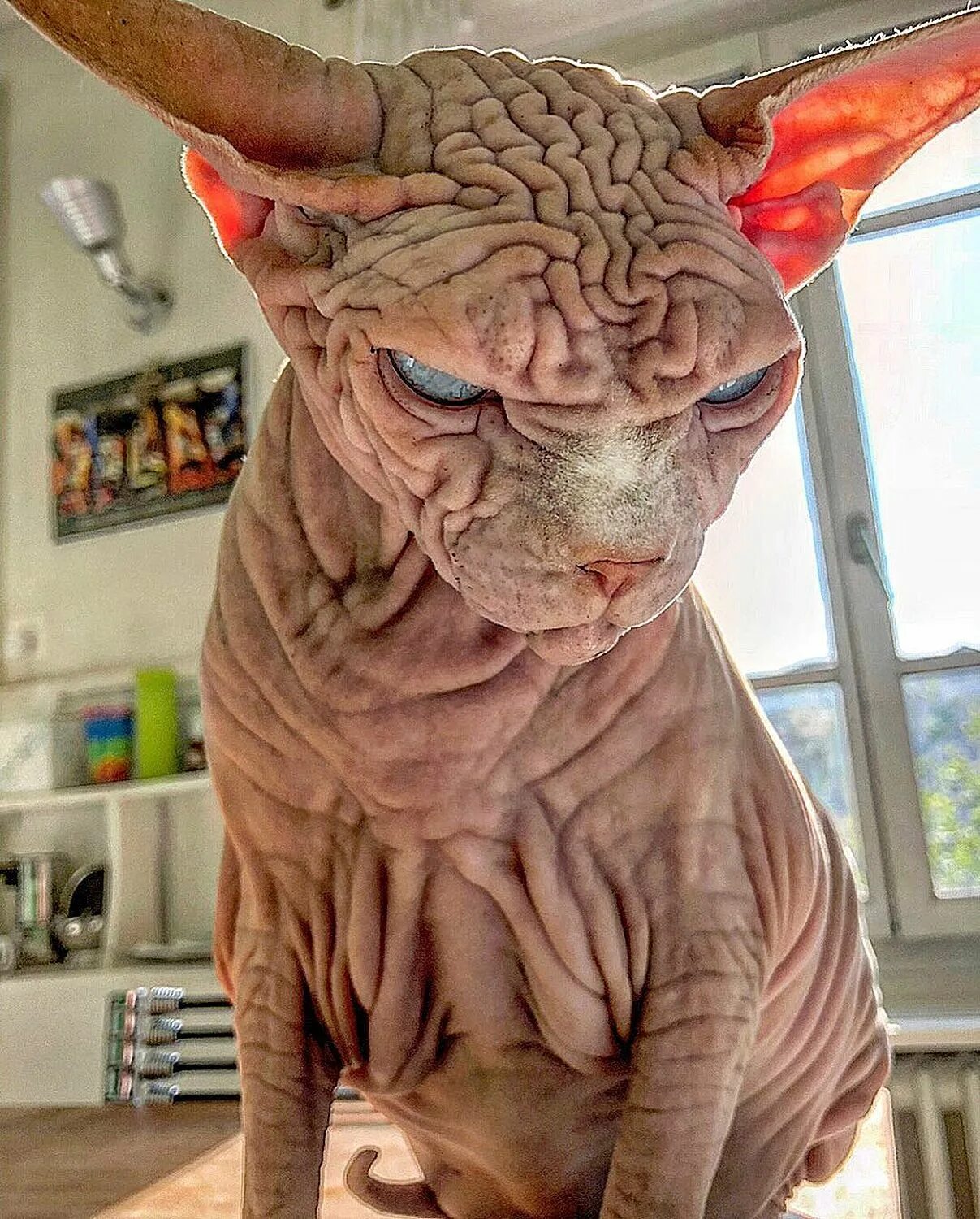 Покажи самую страшную кошку