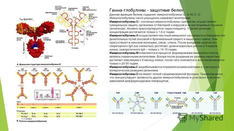 Иммуноглобулины содержат. Глобулины сыворотки крови функции. Гамма глобулин и бета глобулин. Гамма глобулины это иммуноглобулины. Иммуноглобулины в фракции крови.