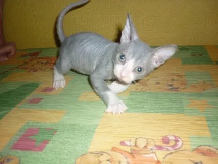 Котенок сфинкса 1 месяц