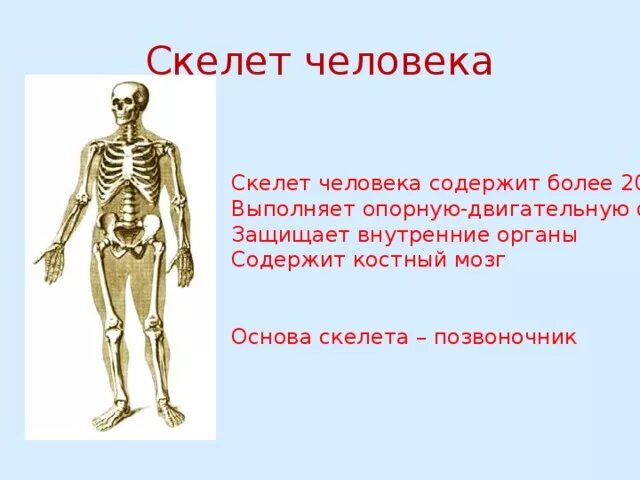 Скелет человека состоит из. Основа скелета человека. Рассказать о скелете человека. Вывод скелет человека. Что составляет основу человека