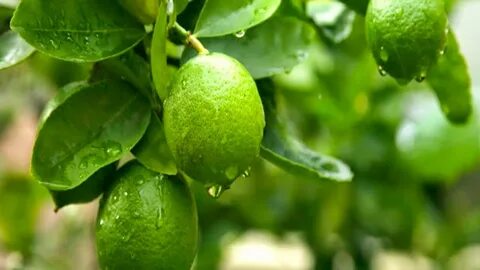 Fruit plant