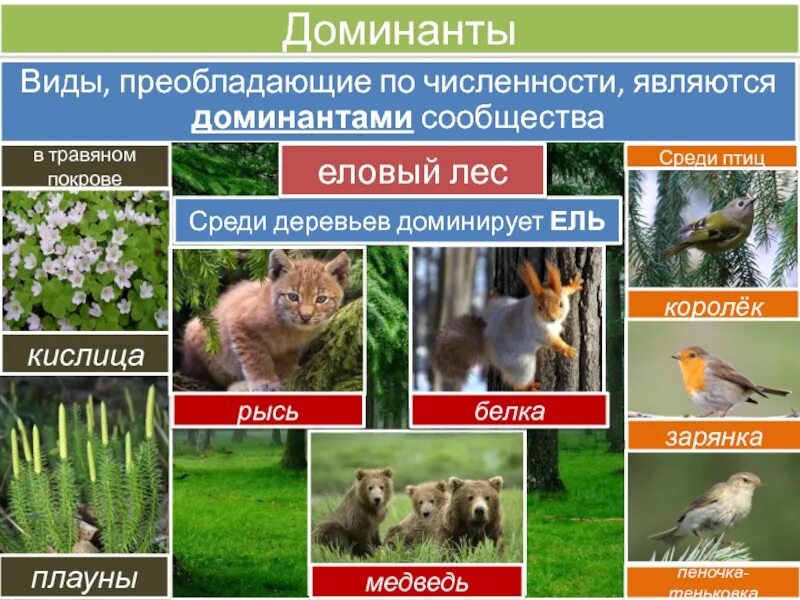 Типы сообществ животных. Доминантные виды. доминантные виды примеры. доминанты и эдификаторы. доминанты в сообществе.