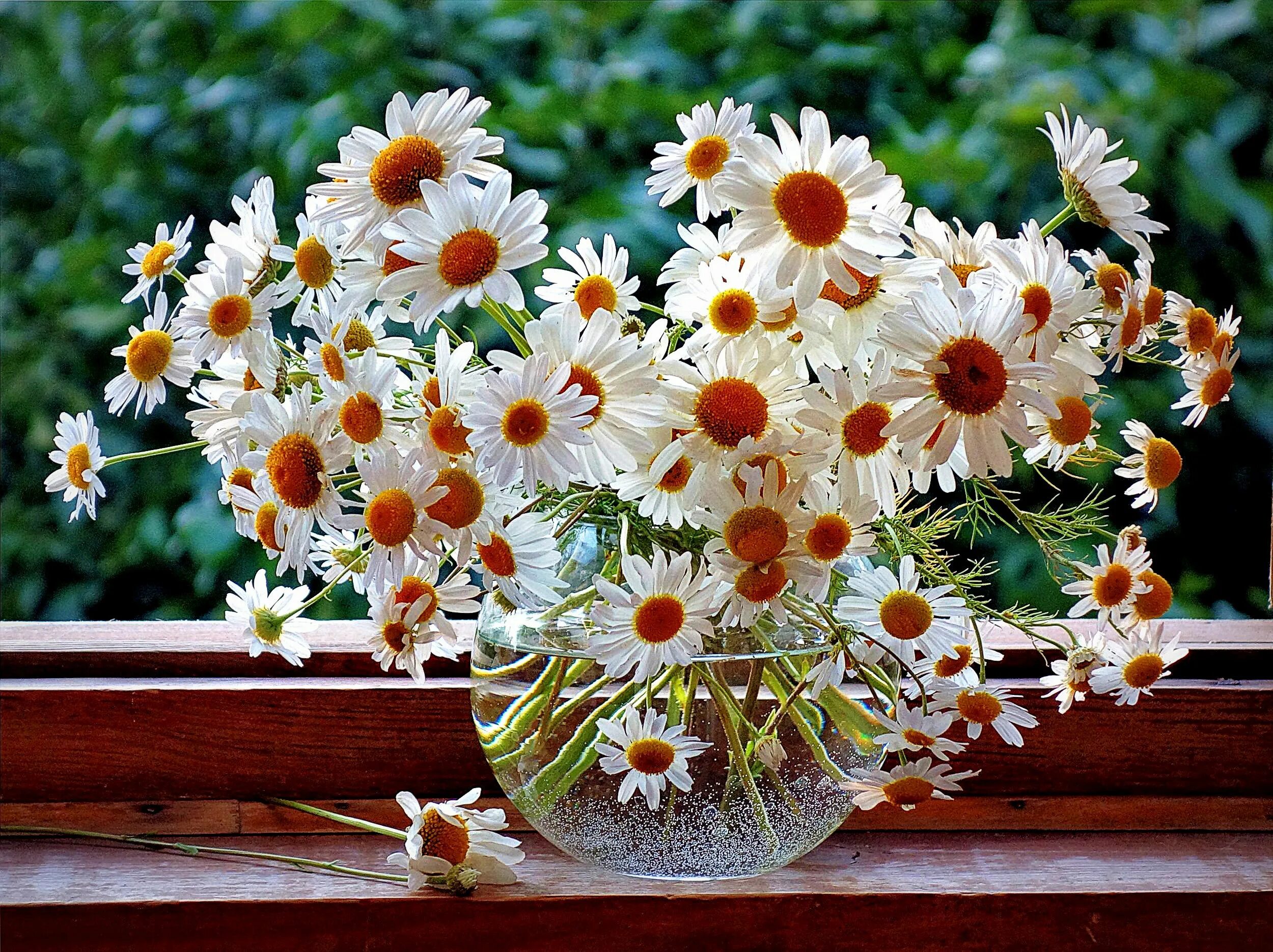 Ромашкового дня