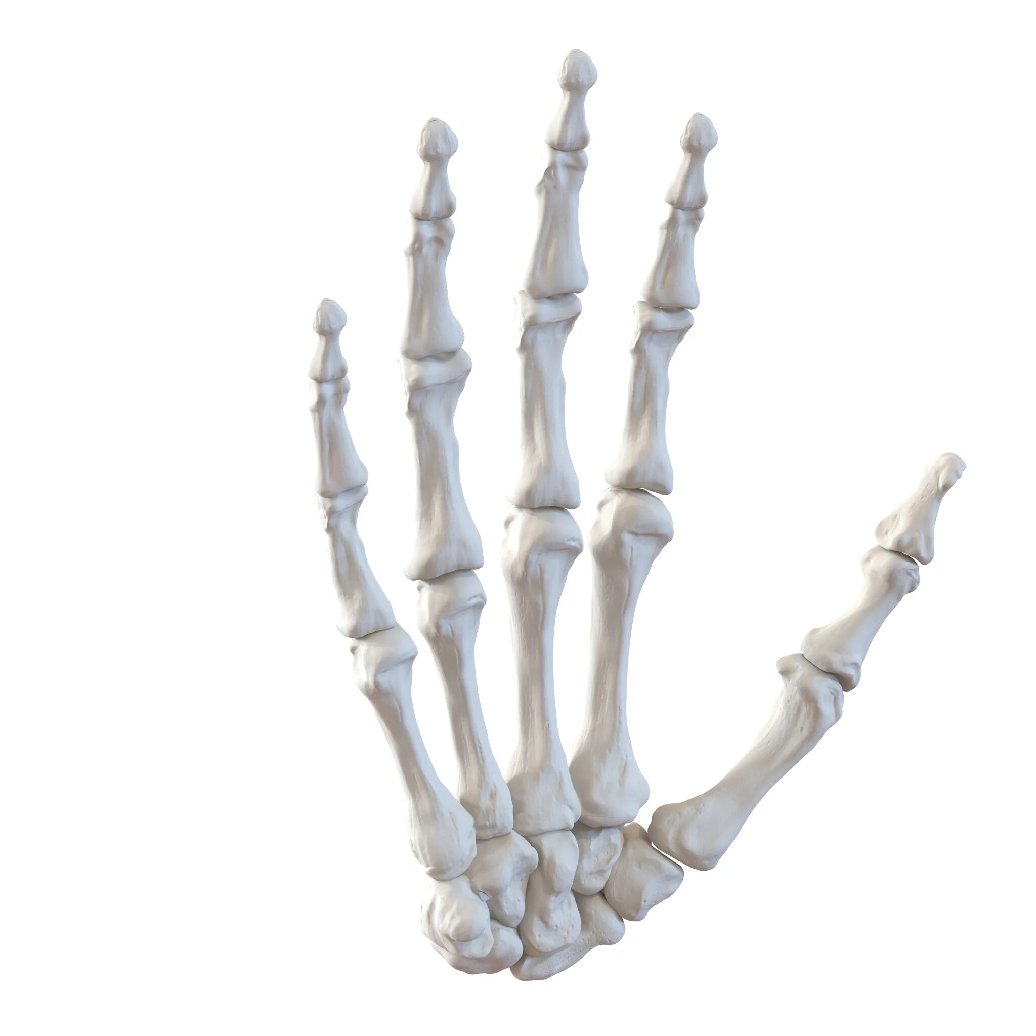 Скелет рука 3ddd. Рука скелета 3д модель. Кости руки. Кисть руки скелет. Hand bone