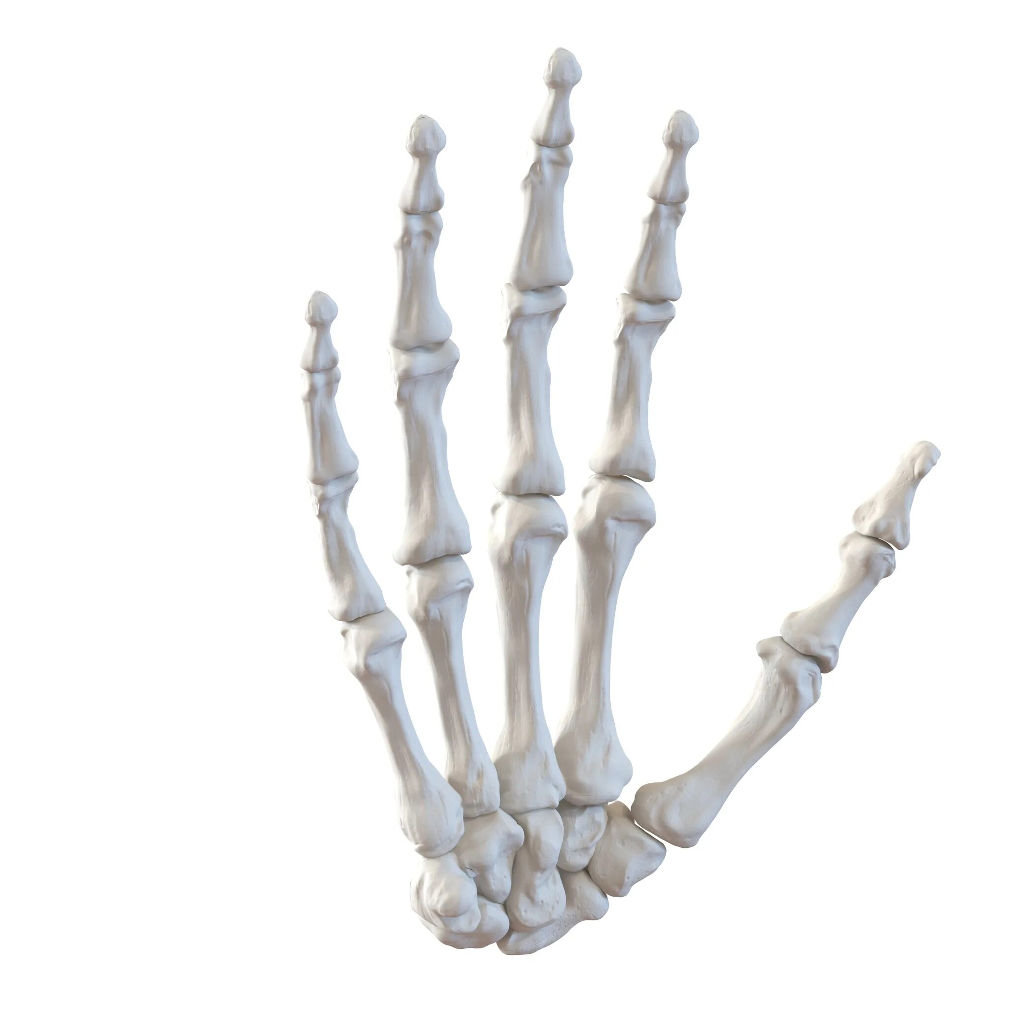 Bones model