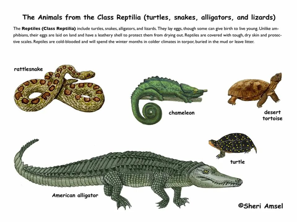 Пресмыкающиеся для детей. Рептилии для детей. Пресмыкающиеся для дошкольников. Пресмыкающиеся названия.