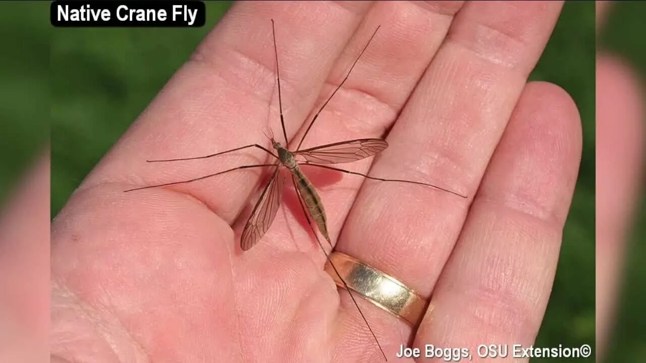 Как называется большой комар. Малярийный комар долгоножка. Укус комара долгоножки. Красный комар долгоножка. Малярийный комар большой комар.