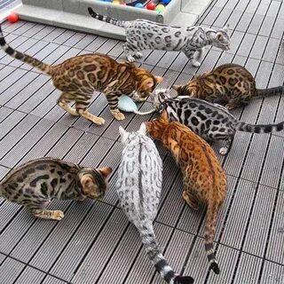 Можно показать кошек