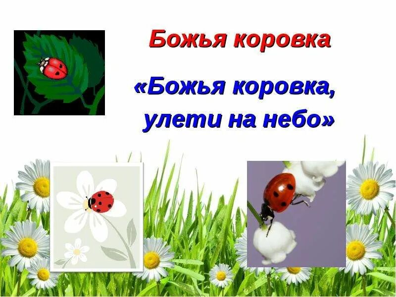 Детский стих про божью коровку улети на небо. Заклички про божью коровку. Божья коровка полети на небо там. Божья коровка полети на небо там. Божья коровка полети на небо там.