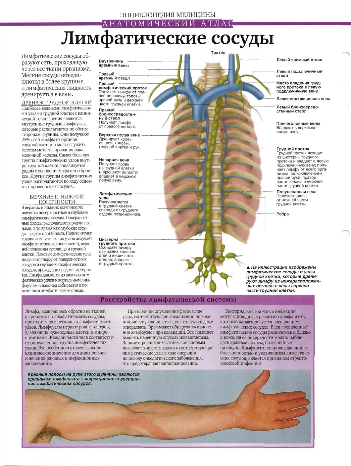 Лимфатическая система грудной клетки. Лимфатическая система грудной клетки человека. Лимфатические сосуды грудной клетки. Грудной лимфатический сосуд. Лимфатические сосуды клетки