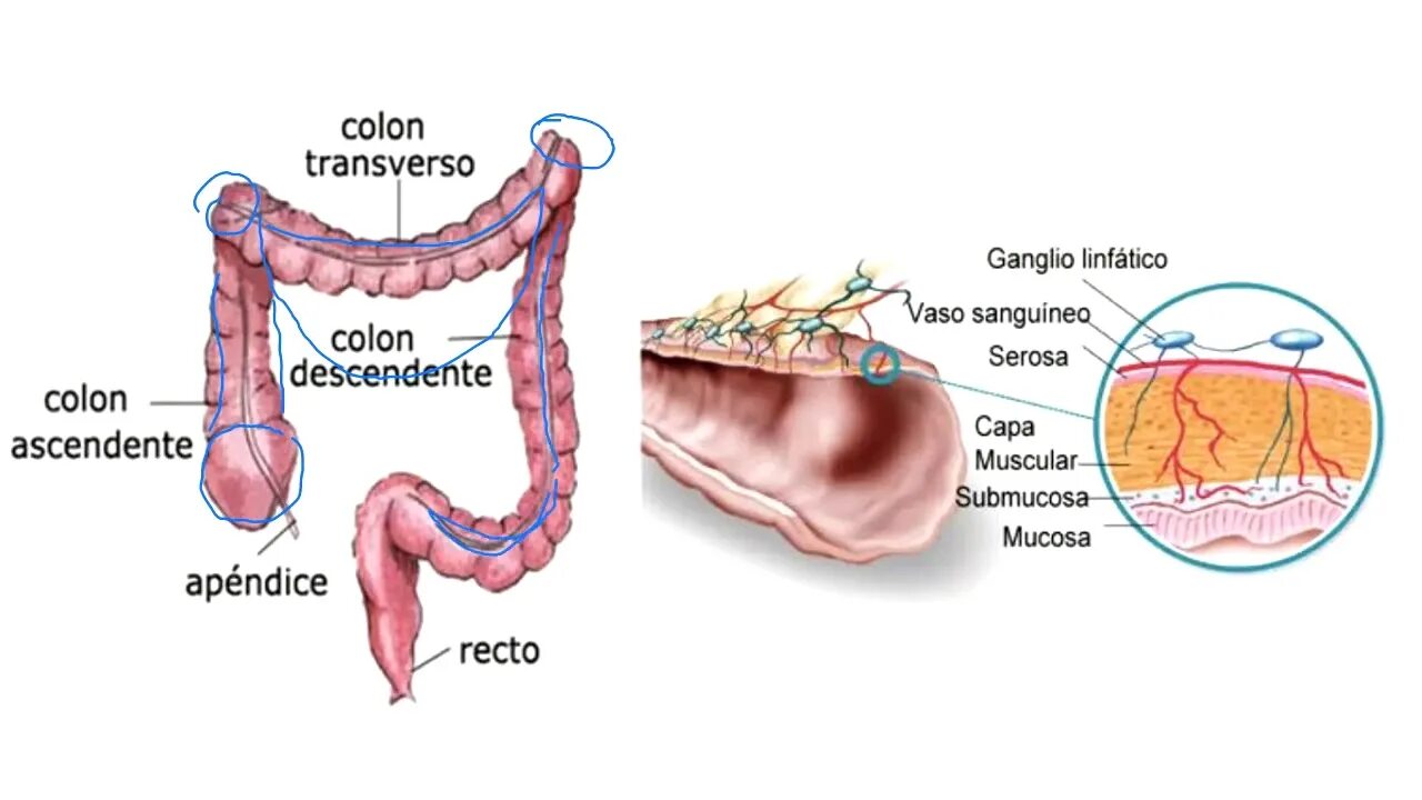 Колон Рин Пургаторио / Colon. Colon перевод