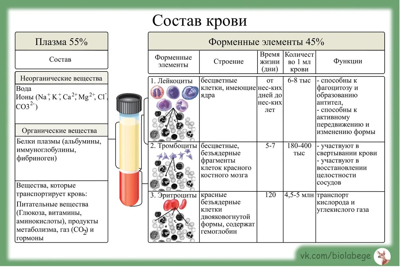 Форменные элементы крови. Состав крови форменные элементы. Плазма и форменные элементы крови. Схема образования форменных элементов крови. В эксперименте исследователь определял изменение химического состава