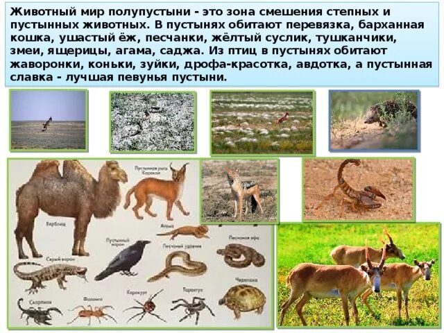 Животных полупустыни. Зона полупустынь животные. Растительный и животный мир полупустынь. Животный мир полупустынь в России.