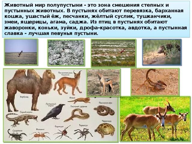 Условия обитания животных в степи