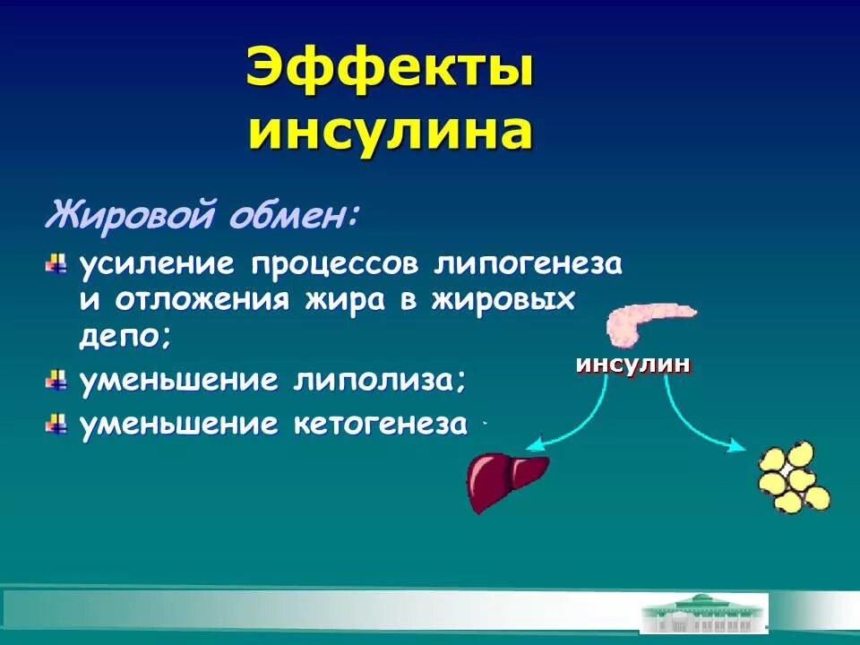 Печень расщепление жиров. Инсулины функции в липидном обмене. Инсулин и жировой обмен. Обмен инсулина в организме. Эффекты инсулина на жировой обмен.