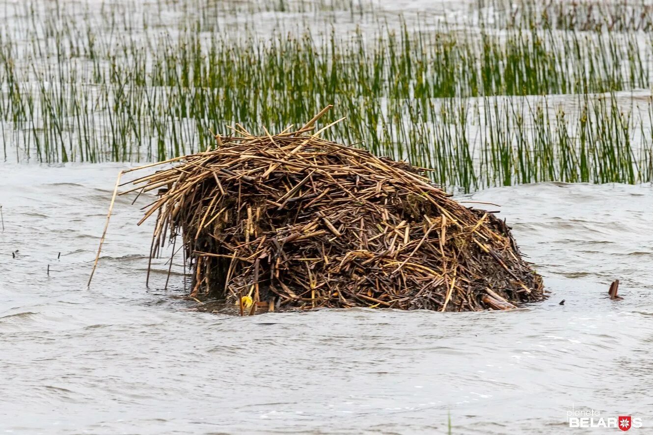 затопила бобровую хатку
