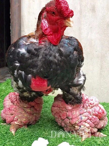 Самую тяжелую курицу. Курицу породы га Донг Тао.