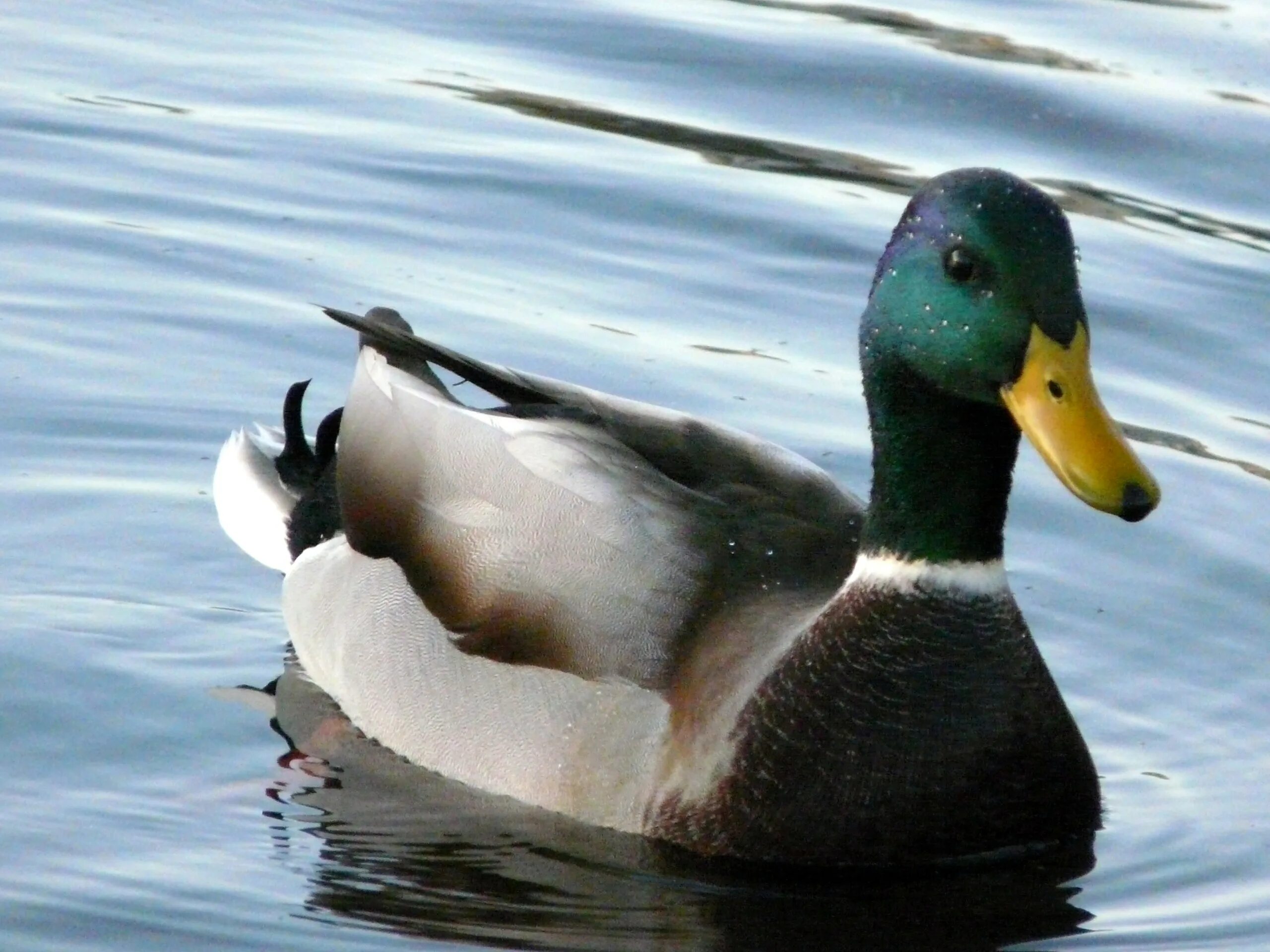 Породы уток огарь. Породы диких нырковых уток. Хохлатая пеганка. Породы уток кряква. Дикие утки селезень породы.