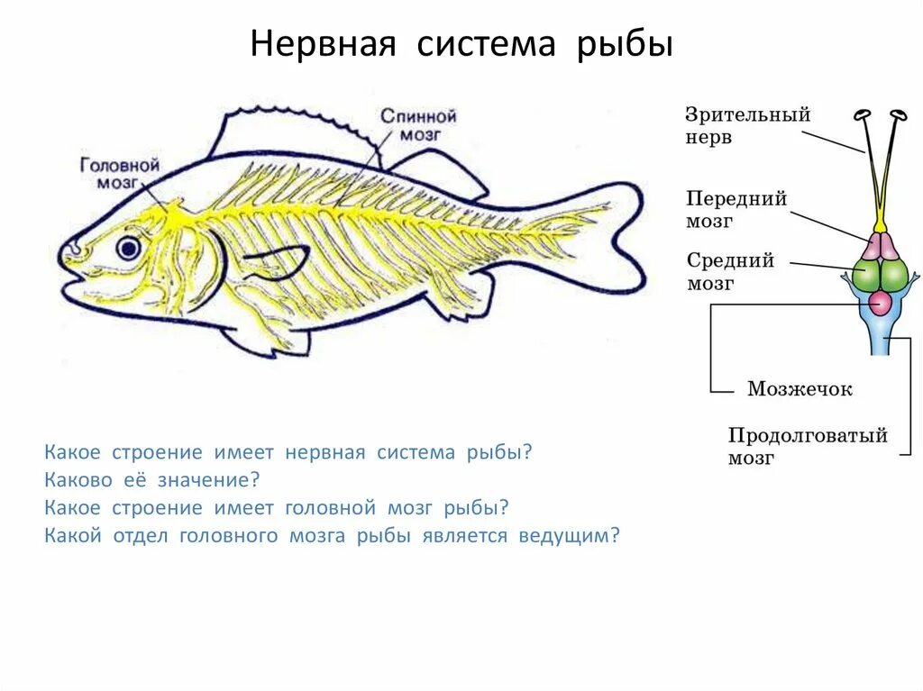Какой отдел мозга развит у рыб. Нервная система система рыб. Нервная система рыб отделы головного мозга. Органы пищеварительной системы рыбы. Нервная система рыб схема.