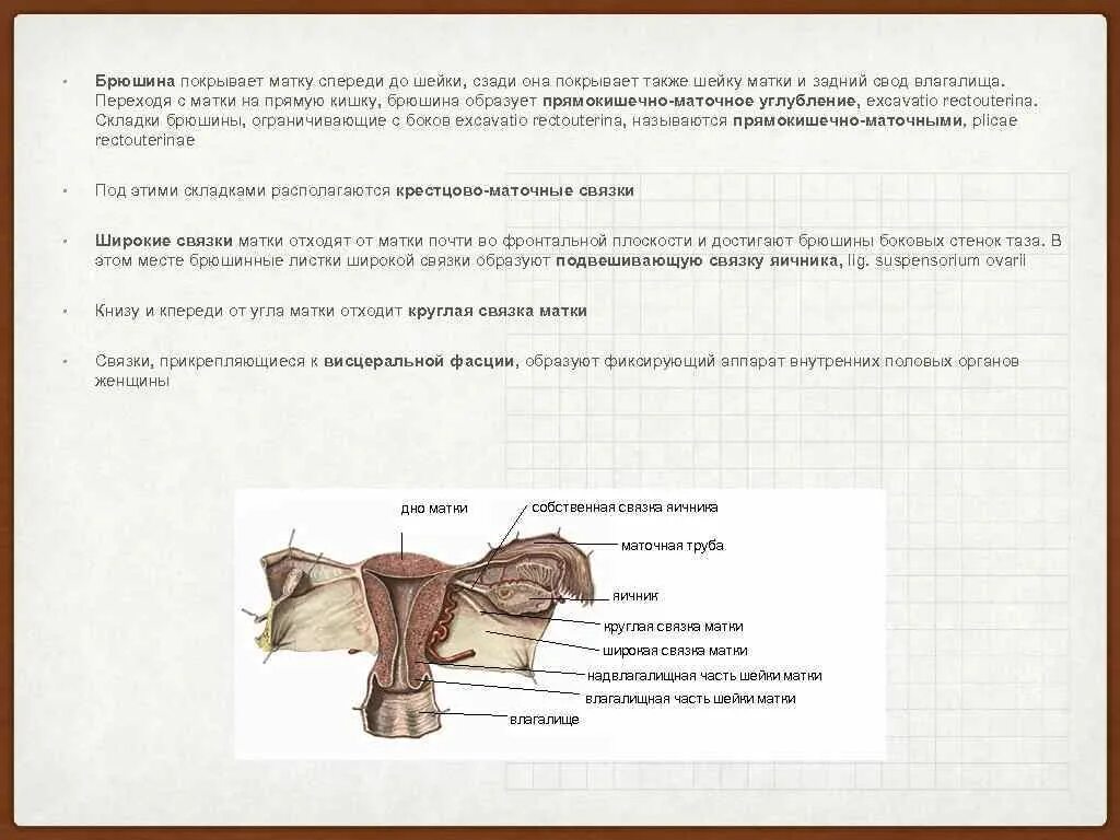 Связка подвешивающая яичник. Связки матки схема. Связки матки топографическая анатомия. Матка вид спереди в разрезе.