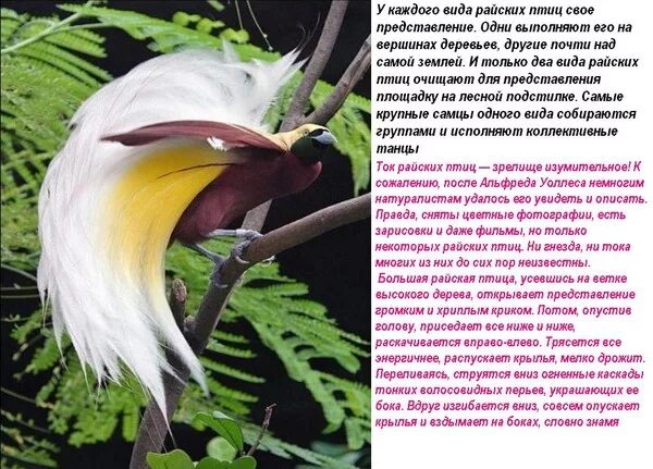 Райская птичка раздела фигурку
