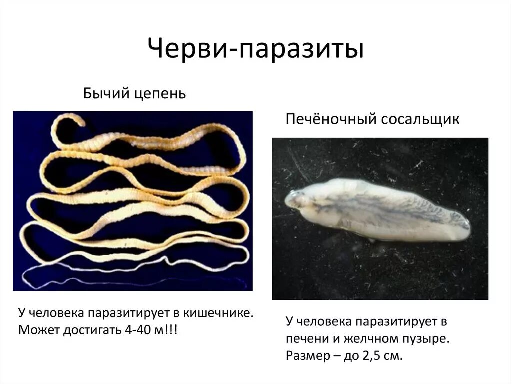 Плоский червь какой тип. Паразитические черви бычий цепень. Ленточные черви белая аскарида. Тип плоские черви паразиты.