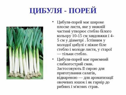 Цибуля перевод на русский