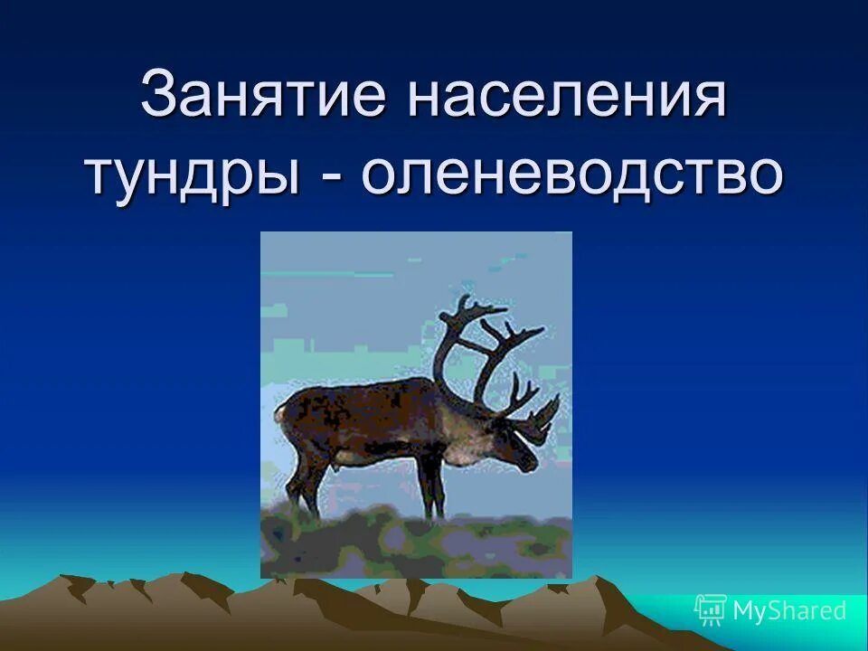 люди живущие в тундре. основное занятие жителей тундры. занятия населения тундры. занятия народов тундры. основное занятие населения тундры.