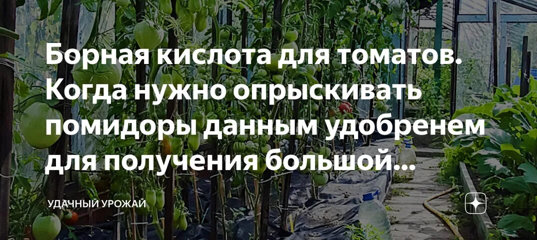 Борная кислота для томатов опрыскивание. Подкормка растений борной кислотой. Борная кислота для завязи томатов в теплице. Борная кислота для теплицы. Борная кислота для завязи томатов в теплице.