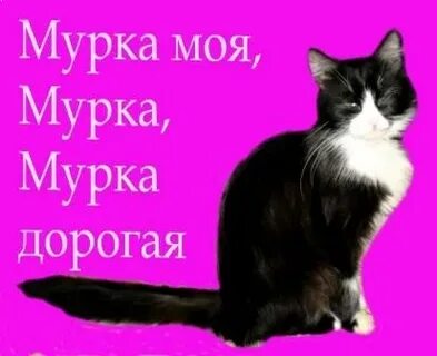 Песню кошка мурка