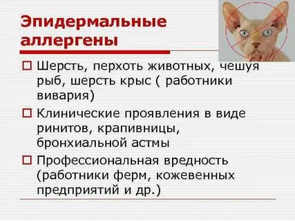 Как называется аллергия на кошек