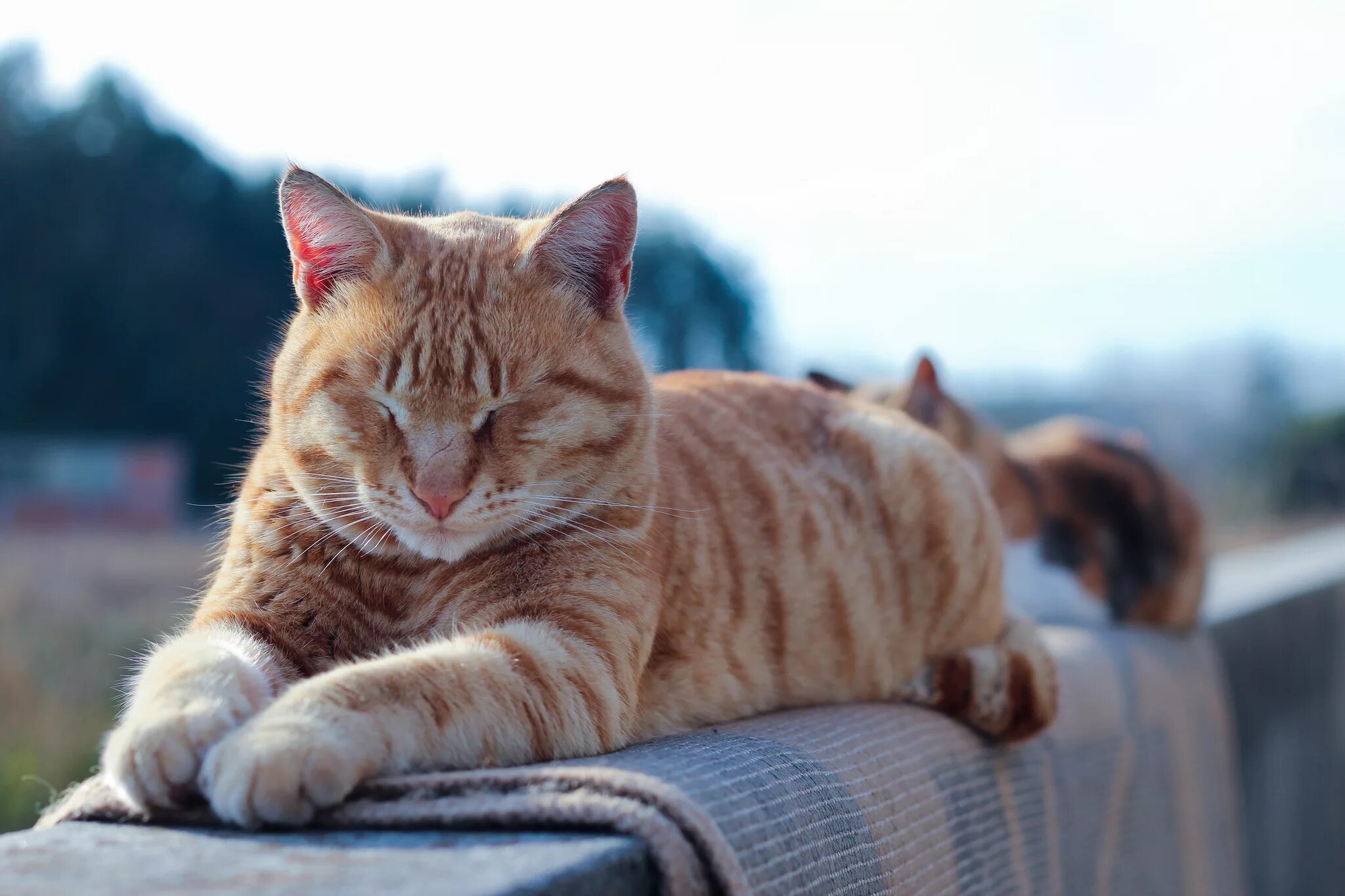 Кот лежит. Лежачий кот. рыжий кот лежит. довольный кот.