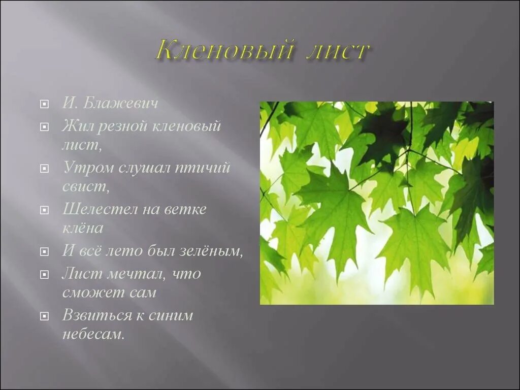 Текст лист листочек. Описание кленового листа. описание кленовавв листа. описание листа клена. клен презентация.