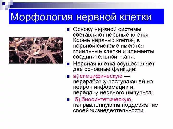 Морфология нервной системы. Морфология нервной ткани. Нервные клетки составляющие основу нервной системы. Классификация нервной ткани.