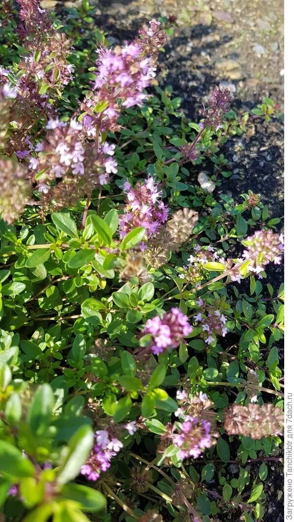 тимьян остролистный. Thymus pulegioides. тимьян ползучий систематика. чабрец клоповый— thymus cimicinus. тимьян цветение.