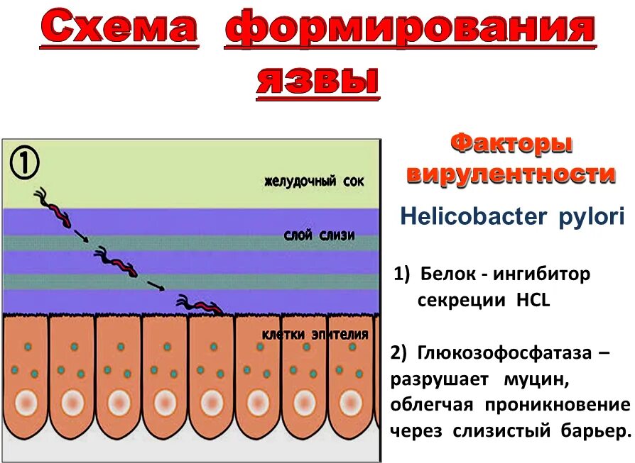 Бактерия хеликобактер пилори схема. Механизм действия Helicobacter pylori. Антигенная структура хеликобактер пилори. Хеликобактерии заболевания. Причины появления хеликобактер в желудке