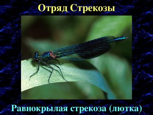 Равнокрылые представители тип развития. Равнокрылые стрекозы представители. отряд равнокрылые. отряд стрекозы. отряд стрекозы представители.