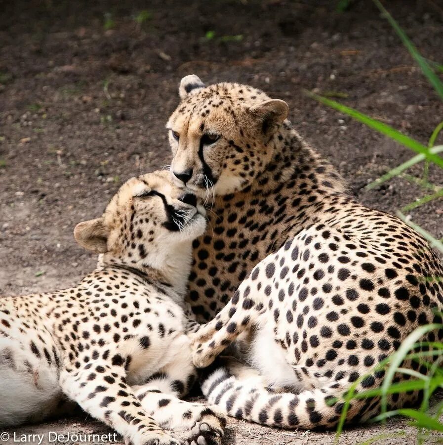 Animal couple. Гепард леопард Ягуар. Леопард спаривание. Ягуар спаривание. Спаривание гепардов.