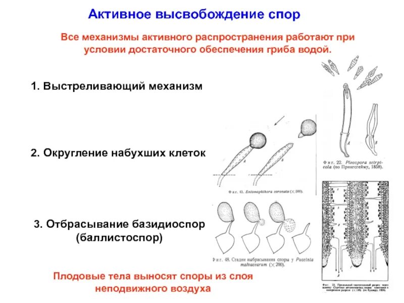 Гаплоидные базидиоспоры. Активное распространение спор. аскоспоры и базидиоспоры.