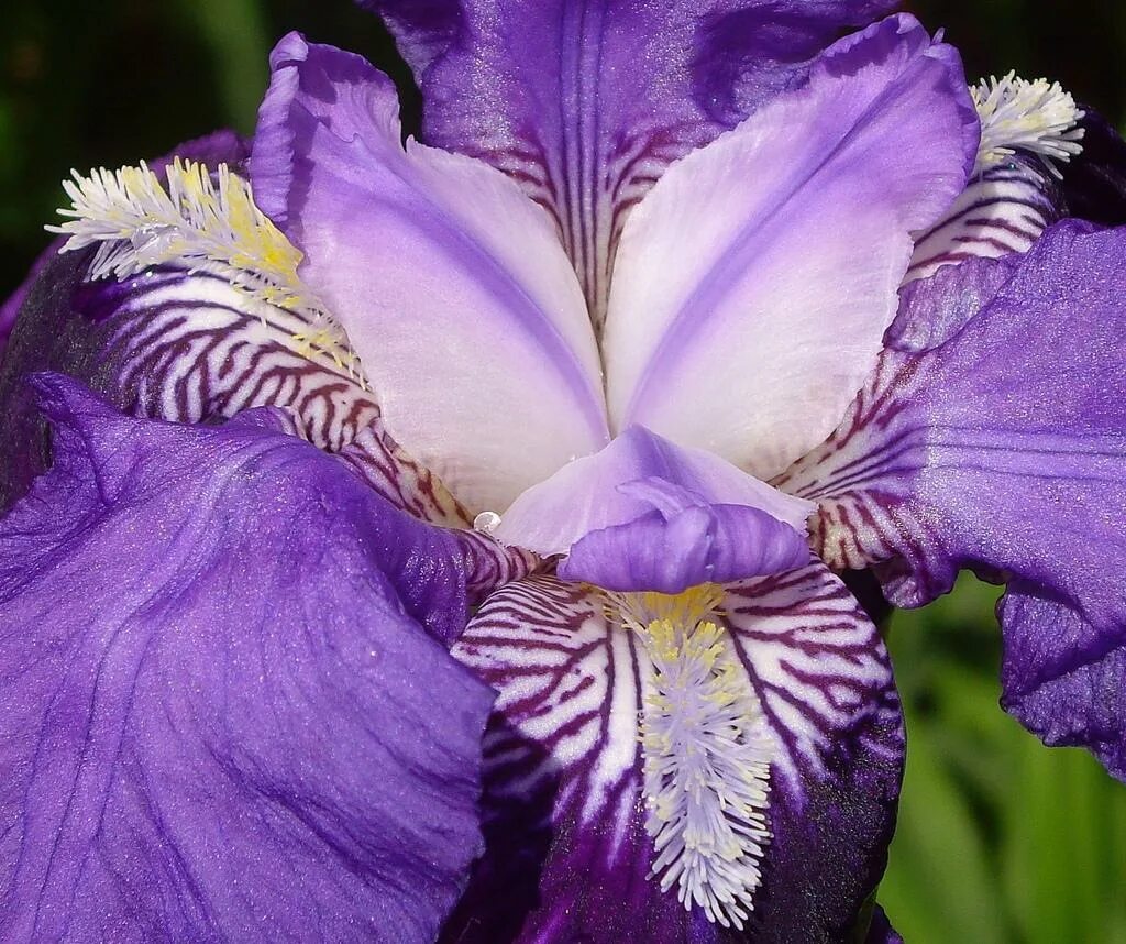 Каким цветом ирис цветок. Ирис фиолетовый обыкновенный. Ирис Касатик. Цветок Ирис Касатик. Королевский Ирис цветок.