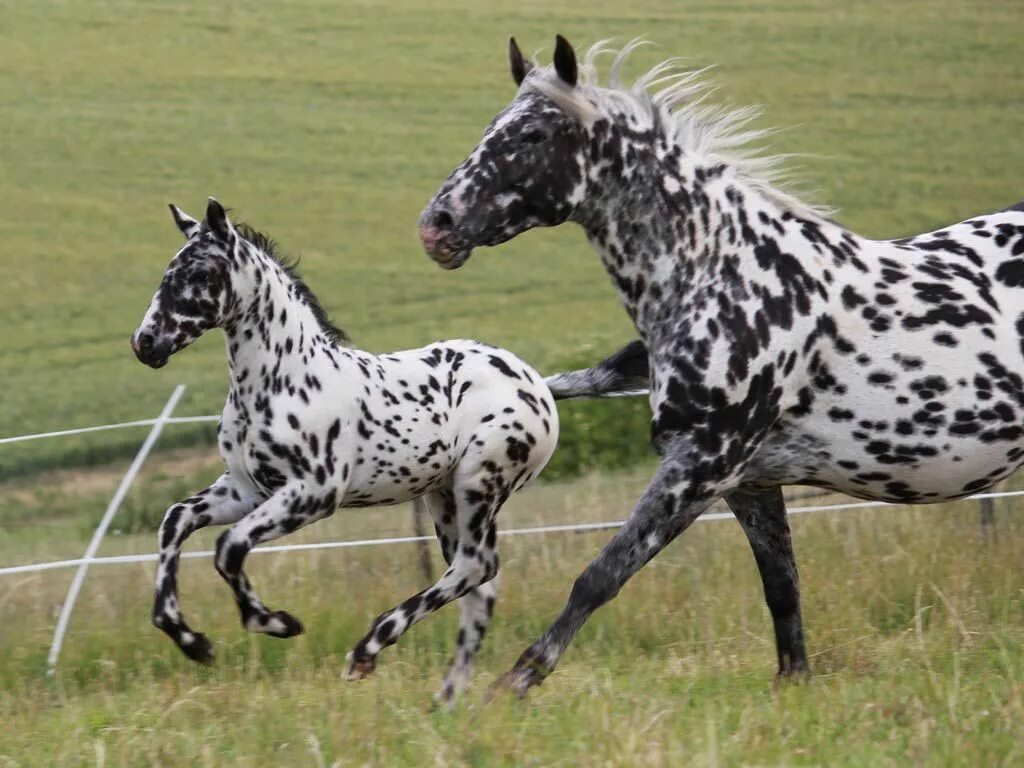 Horses Stock Photography and Equine Images by Mark J. Barrett Appaloosa horses, 