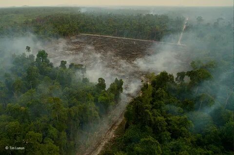 Destruction of wildlife