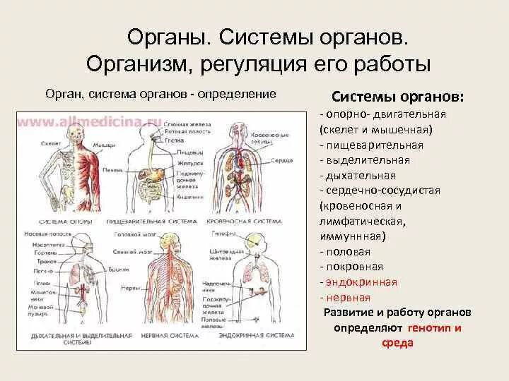 Органы образующие элементы. Системы органов. Системы органов в организме. Перечислите системы органов. Органы и системы органов человека.